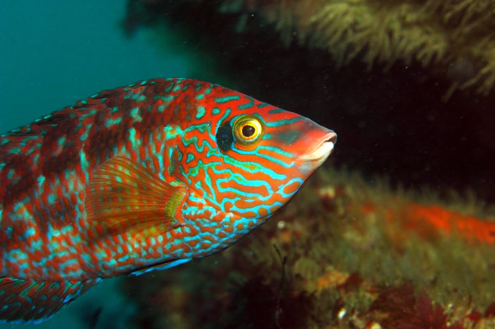 Alerta en el mar: el proyecto GES4SEAS destapa la clave proyecto GES4SEAS